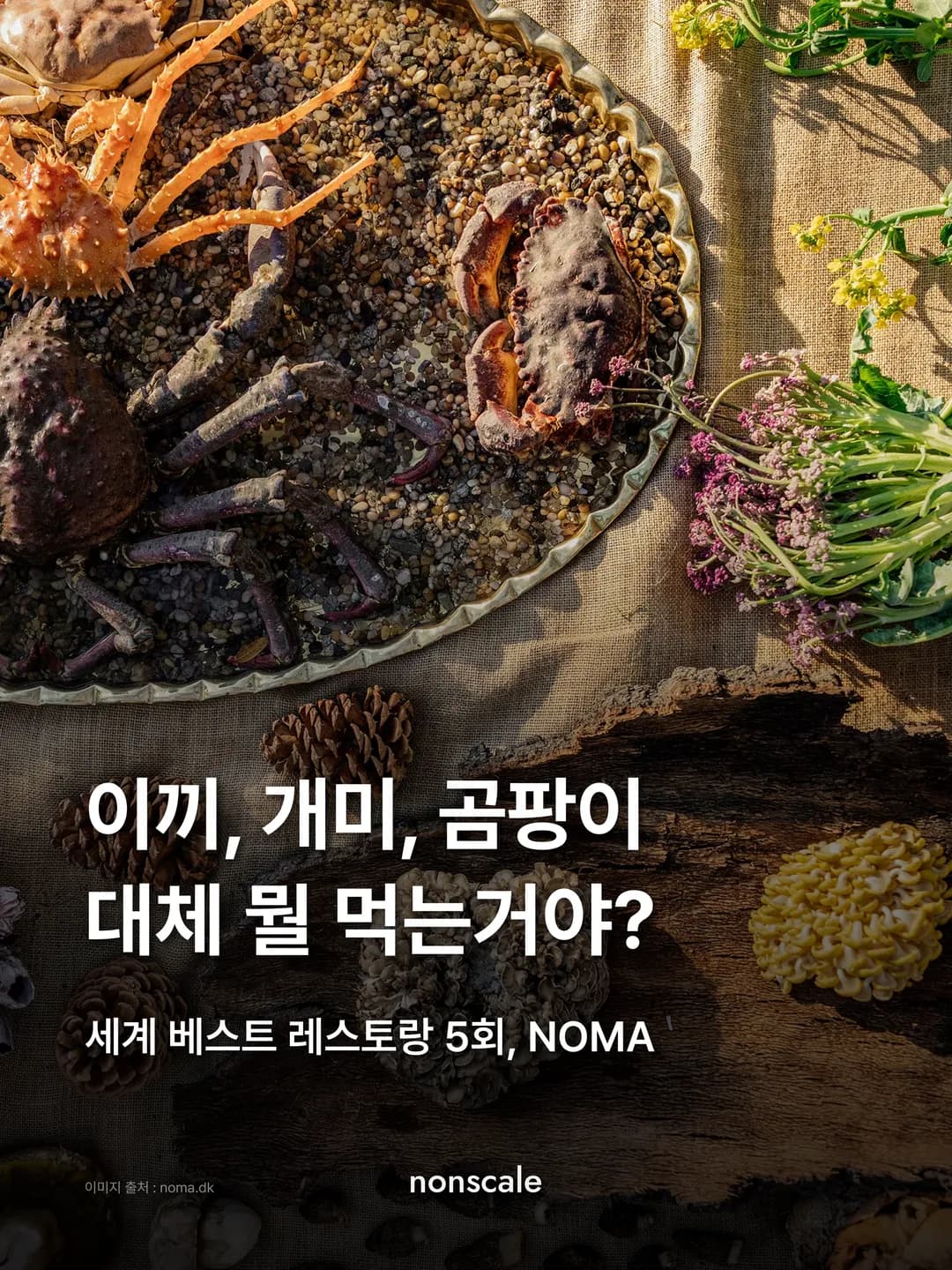이끼, 개미, 곰팡이 대체 뭘 먹는거야? 'NOMA'